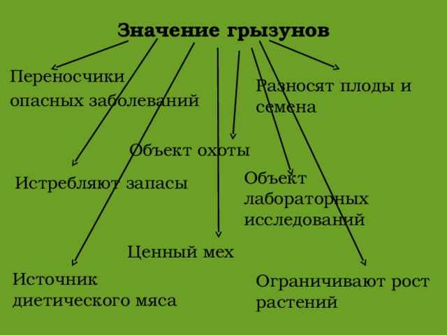 На фото описано значение грызунов